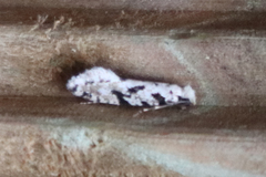 Nemapogon nevadella