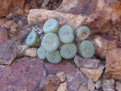 Conophytum jucundum