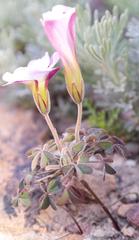 Oxalis heterophylla