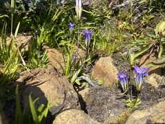 Gentianopsis holopetala