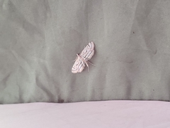 Parapoynx badiusalis