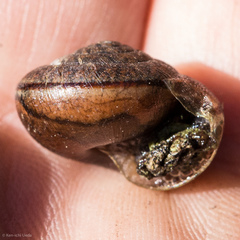 Helminthoglypta diabloensis