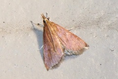 Pyrausta inornatalis