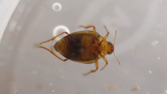 Haliplidae