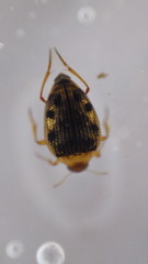 Haliplidae