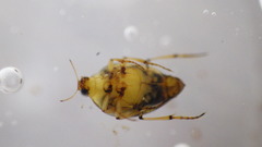Haliplidae