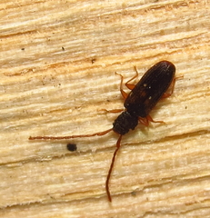 Uleiota debilis