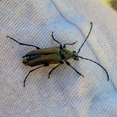 Lepturobosca chrysocoma