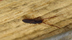 Uleiota debilis