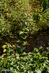 Desmodium obtusum