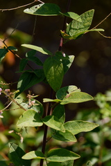 Desmodium obtusum
