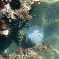 Rhizostomatidae