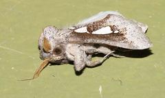 Antiophlebia bracteata