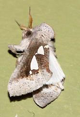 Antiophlebia bracteata