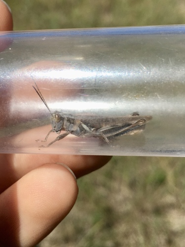 Yellowish Spur-throat Grasshopper photo 4