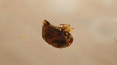 Neoplea striola