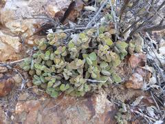 Crassula sericea sericea