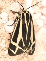 Apantesis carlotta