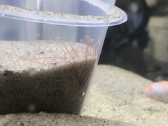 Cirratulus grandis