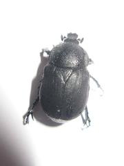Ichnestoma cuspidata cuspidata