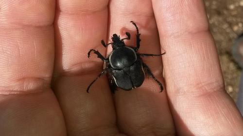 Ichnestoma cuspidata