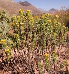 Oedera corymbosa