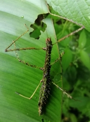 Spinopeplus senticosa