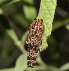 Dismorpha fossulata