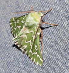 Drepanogynis bifasciata