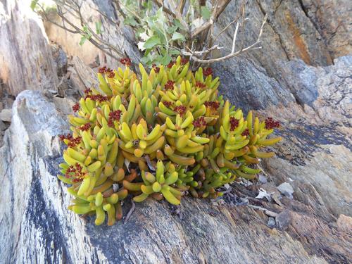 How to identify Crassula brevifolia Harv.