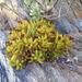 Crassula brevifolia - Photo (c) Andrew Hankey, some rights reserved (CC BY-SA), uploaded by Andrew Hankey