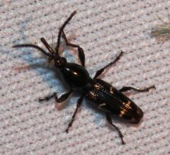 Orfilaia vulsellata