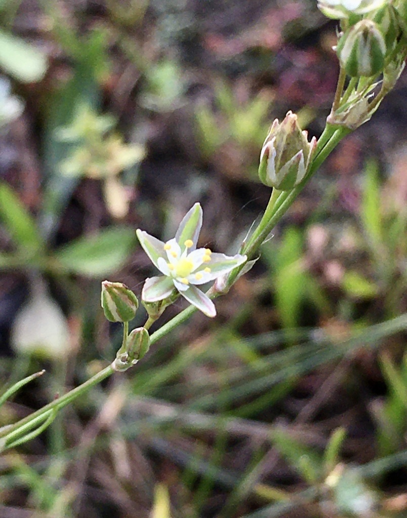 Spergularia levis