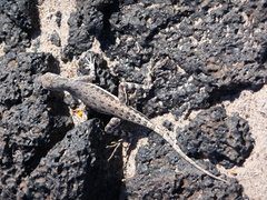 Callisaurus draconoides rhodostictus