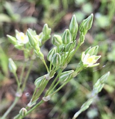 Spergula levis