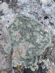 Lecanora argopholis