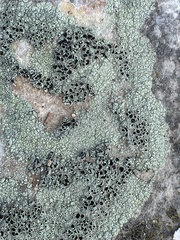 Lecanora argopholis