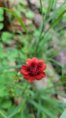Potentilla thurberi