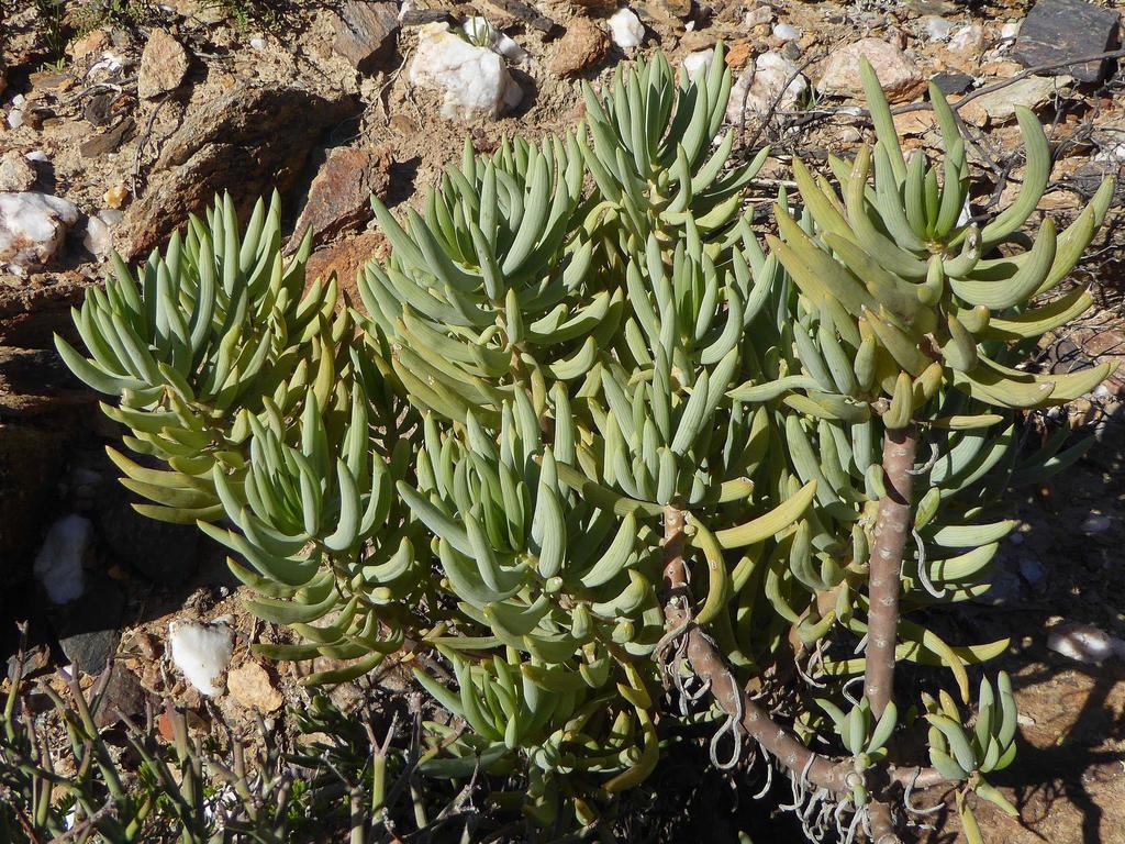 Senecio succulentus Sch.Bip. non Forssk. 3