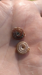 Polygyra septemvolva