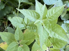 Solanum dulcamara