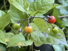 Solanum dulcamara