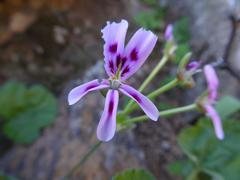 Pelargonium echinatum