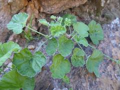 Pelargonium echinatum