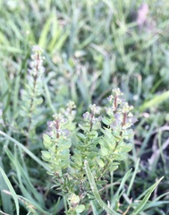 Lepidium auriculatum