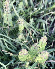 Lepidium auriculatum
