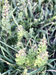 Lepidium auriculatum