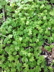Ranunculus sessiliflorus