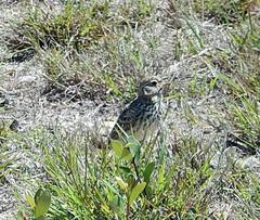 Galerida magnirostris magnirostris