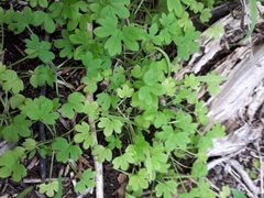 Ranunculus sessiliflorus